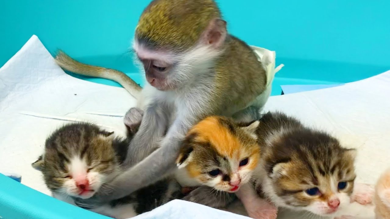 Baby monkey Susie helps mom cat take care of kittens YouTube