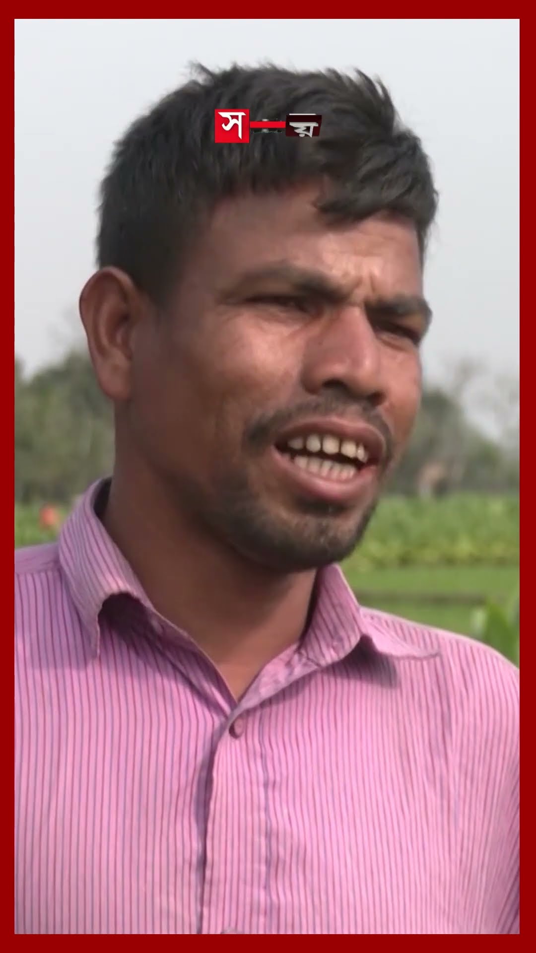ফসলের ন্যায্য মূল্য না পেয়ে তামাক চাষে ঝুঁকছেন কৃষকরা #tobacco #cultivation #rangpur #shorts