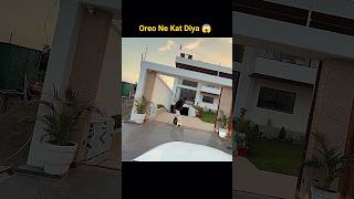 Oreo Ne Kat Diya Security Guard Ko  souravjoshivlogs youtubeshorts trendingshorts foryou viral