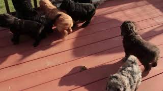 Miniature Irishdoodle Puppies For Sale John Glick