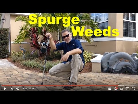Video: Spurge Brilliant