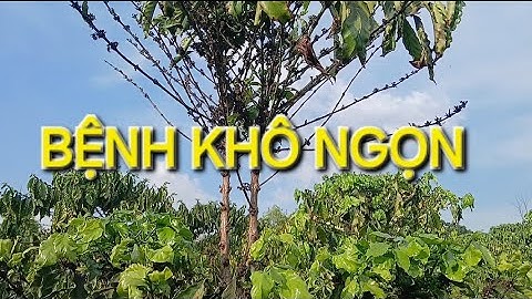Bệnh chết ngọn trên cà phê đa thân, nguyên nhân và cách khắc phục 0 đồng. MV Nhân Trí