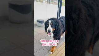 保険のお姉さんをお迎えに行くバーニーズ🐾