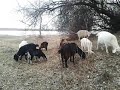 Какие сложности могут возникнуть во время окотов у коз? 🐐