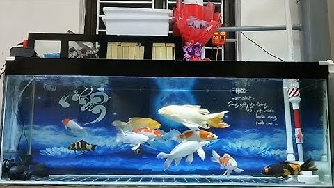 Bể Kính 700l Nuôi Cá Koi Nhật Và F1 Đẹp - Bộ Lọc Khá Hiệu Quả Nước Siêu Trong.Hồ A Phúc ở Hà Nội.