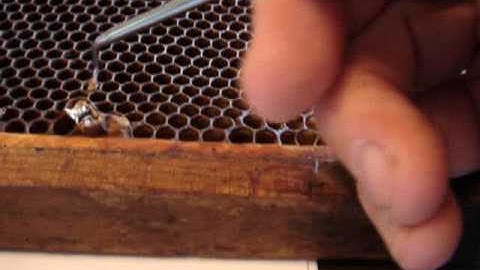 syvanych searching for varroa mites...again