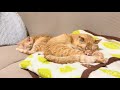 あべかわ餅みたいな茶トラ猫ーズ
