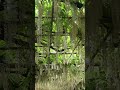Wisteria Beautiful Bloom #trending #subscribers #viralvideo #youtubeshorts #shortvideo