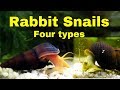 Rabbit snails  my four different types  coolest snails in the world