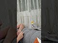بوسة بوسة تعليم الكروان البوسة والسلام كروان ببغاء Parrot 