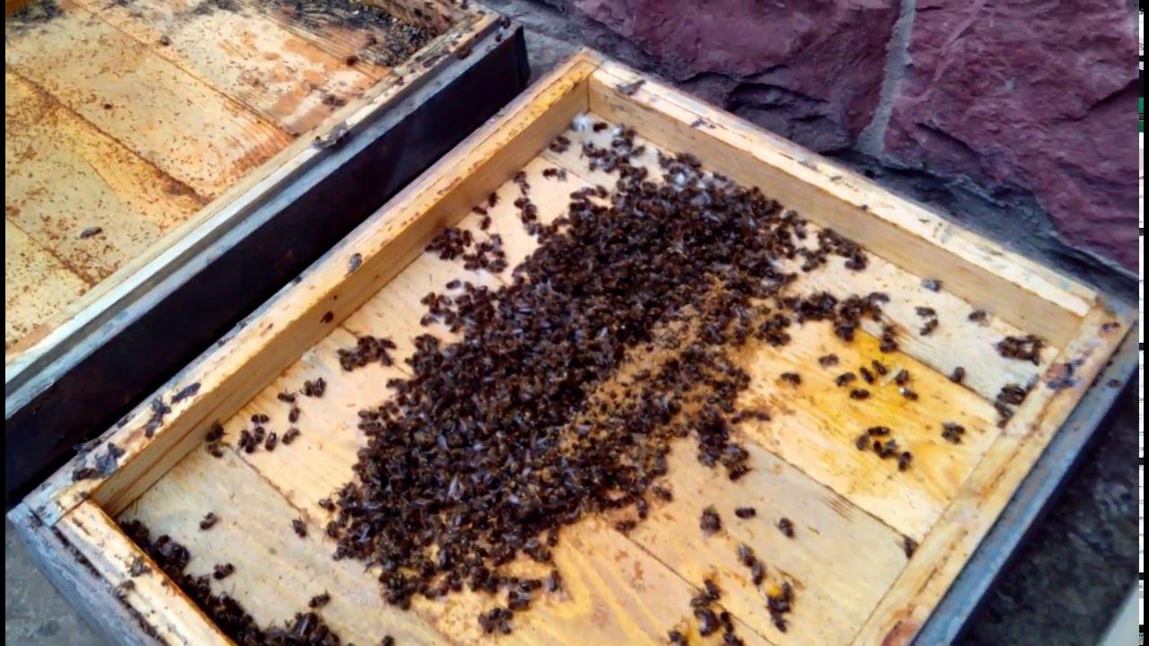 Зимовка пчел на улице под пленкой. Зимовка пчел. Пчелы зимой. Клуб пчел зимой. Пчелы в улье зимой.