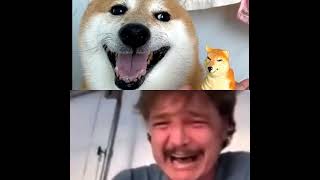 Cheems dog rip