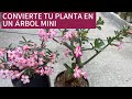 Convierte tu planta en un bonsai