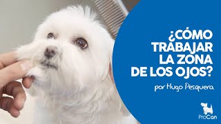 Como CORTAR ✂ la zona de los ojos  en un BICHON MALTES