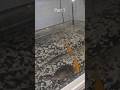 Cleaning 180 L tank of turtles and fish Part 1