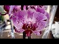 Большая распродажа орхидей от 179 руб в Оби 21 мая 2021 г. Два тролля орхидей с названиями ...