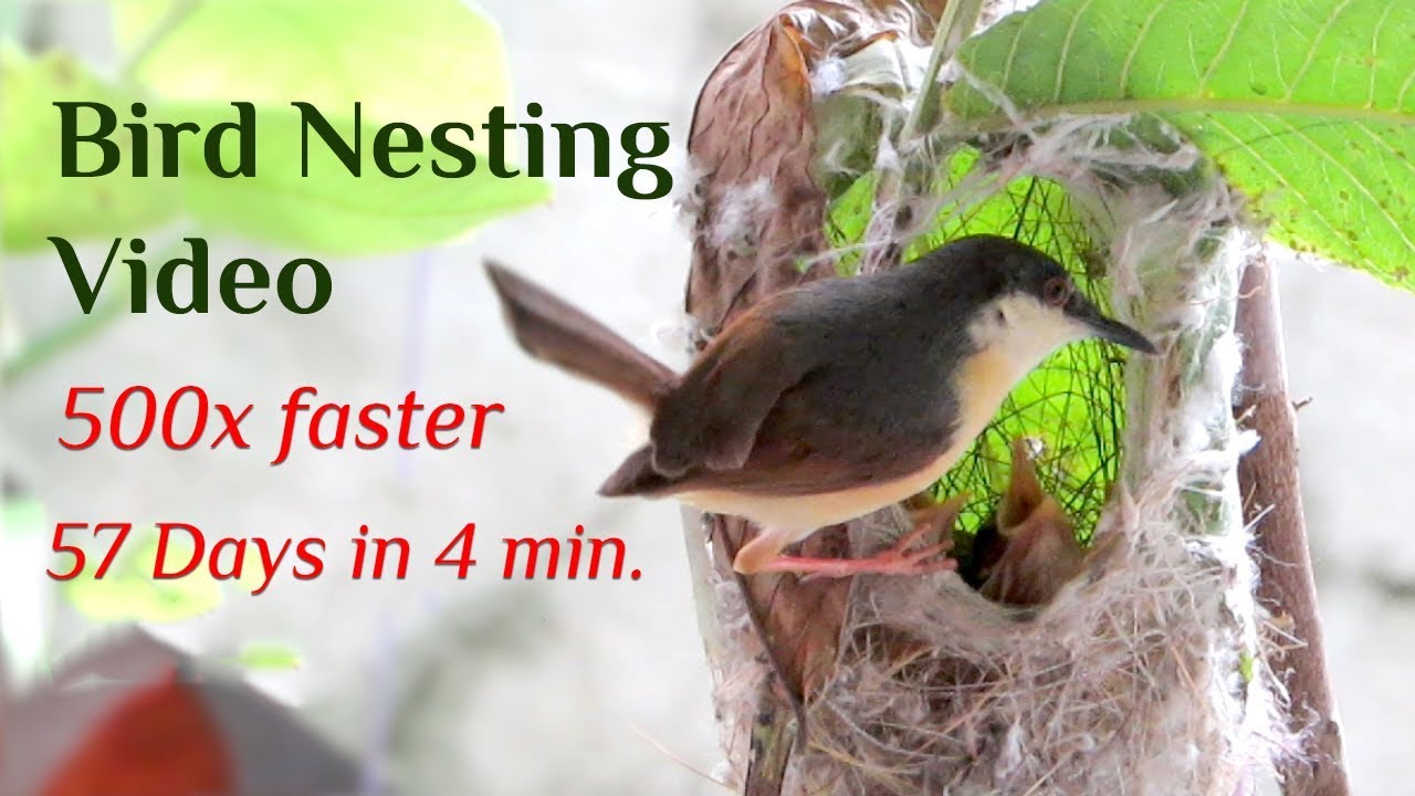 Bird Nesting Video, Ashy prinia bird nesting 57 days in 4 min. Bird hatching and brooding (HD)