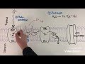 Light-dependent reactions of photosynthesis