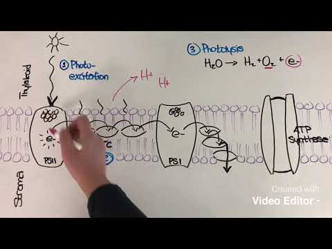 Video: Jaké jsou na světle závislé reakce fotosyntézy?