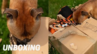 Dog Sport Gear: Unboxing Tug Toys with Three Staffies (Orange County Kennel)