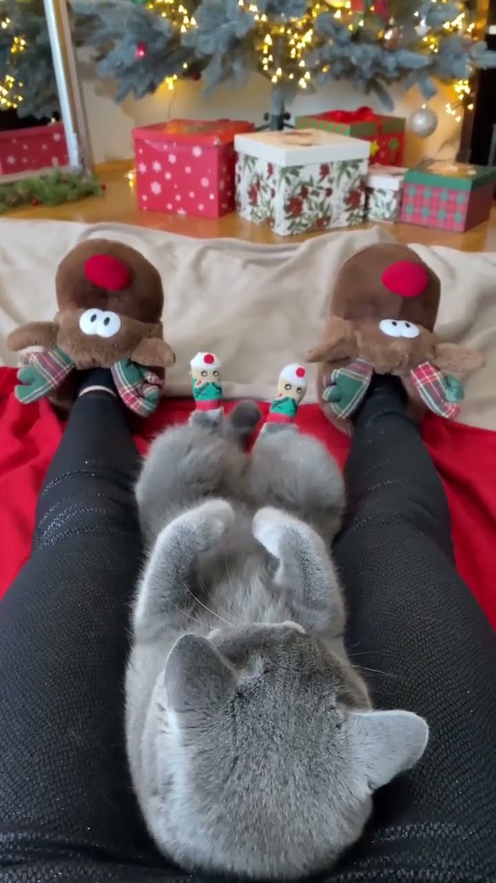 Bébé chaton très mignon ♥️ ♥️ ♥️ ♥️ ♥️