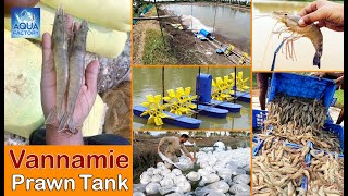 Vannamei Prawns Tank Preparation | Vannamei Shrimps | Prawns Farming | Aqua Factory