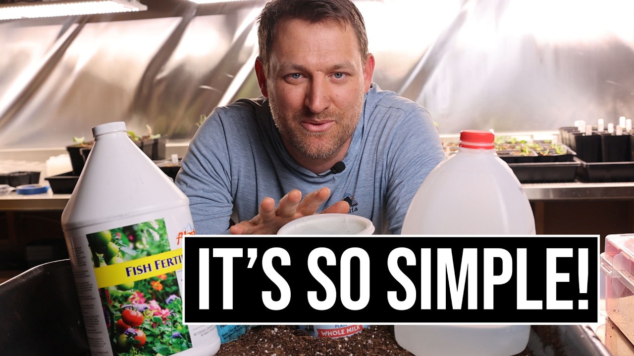 How We Fertilize Seedlings (Simple System That Works Every Time)