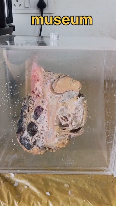 Museum mounting specimen 🧐| #histopathology #tissuerepair #histomuseum #museum #museumcollections