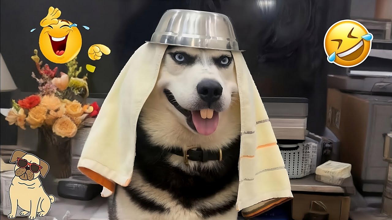 TRY NOT TO LAUGH 😂 Funniest Dog Moments Ever 2025 | Dog Comedy TV Daily #33