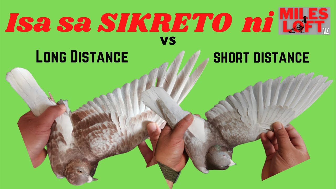 One of the secrets of Miles Loft NZ for having 1200 kms daybirds - LONG DISTANCE RACE / WING TIPS.