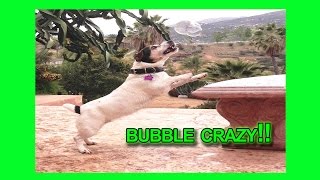 FUNNY DOG GOING CRAZY OVER BUBBLES !!