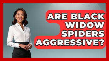 Are Black Widow Spiders Aggressive? - Insects and Invaders