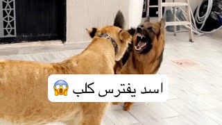 هجوم اسد على كلب 😱😱شوف ايش سوا الكلب 💪