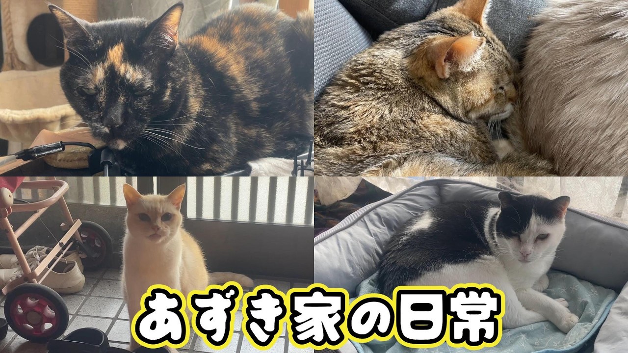 猫の家、未使用、サビあり 魅惑のサビ猫 あずき家の日常 - YouTube
