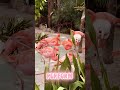 A group of flamingos isn’t called a flock… 🦩✨