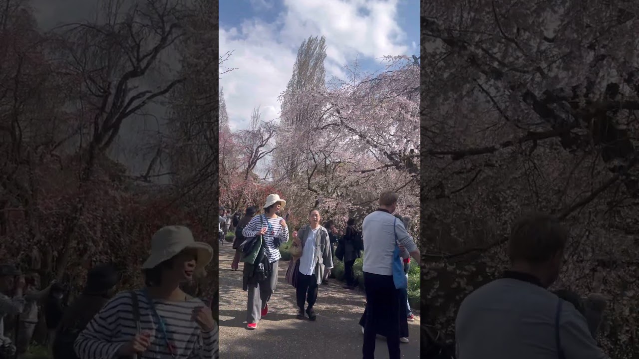 桜を見に新宿御苑にやって来ました。 #さくら #sakura #cherryblossom #桜 #新宿御苑 #快晴