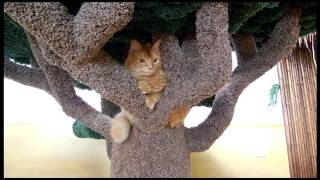 baobab cat tree