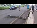 12 COBRAS GIGANTES CAPTURADAS NO BRASIL