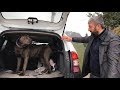 CANECORSO BOÇİ ARAMIZDAN AYRILDI NARKOZ KADAR BENDE ÜZÜLDÜM BOÇİ OLAYA PROFOSYONEL YAKLAŞMIŞ:))