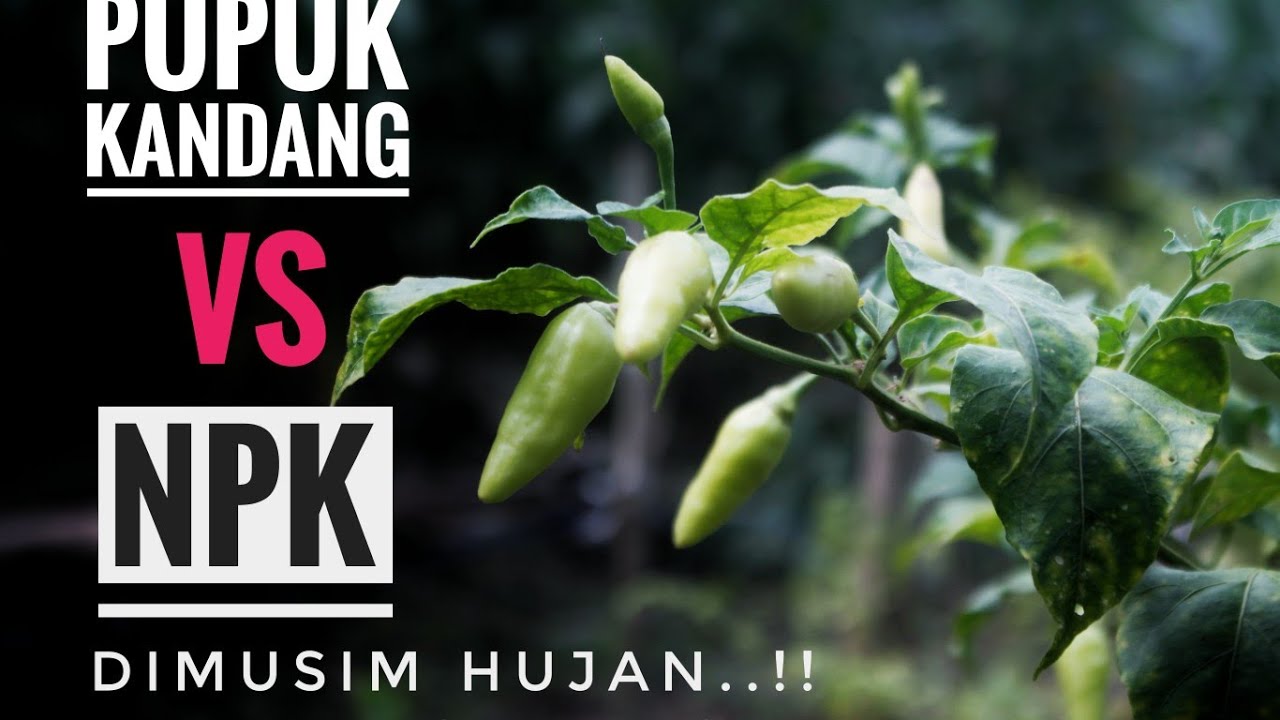 Kondisi tanamam cabe di musim hujan