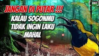 MASTERAN SOGON‼️ MATERI YANG BIKIN LAKU MAHAL TEMBAKAN KASAR #sogon #sogongacor #sogokontong