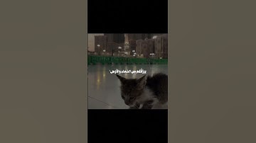 سورة فاطر | جعفر السعدي