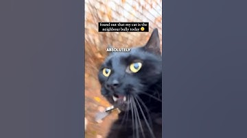 This cat terrorizes the neighbourhood 😂