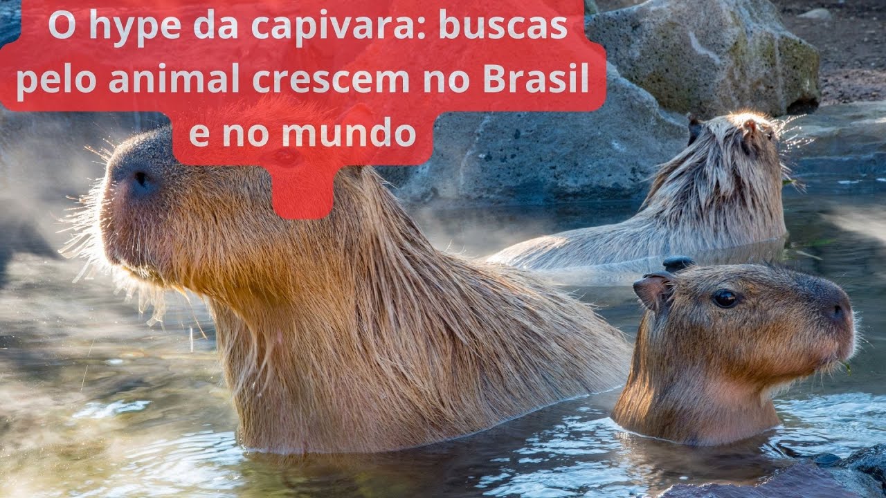 5 fatos totalmente impressionantes sobre capivaras, as maiores