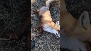 Добыл сегодня первого лисавина  🦊 в этом году .