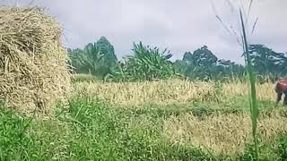Guyonan cah penanggal ( ngarit pari )
