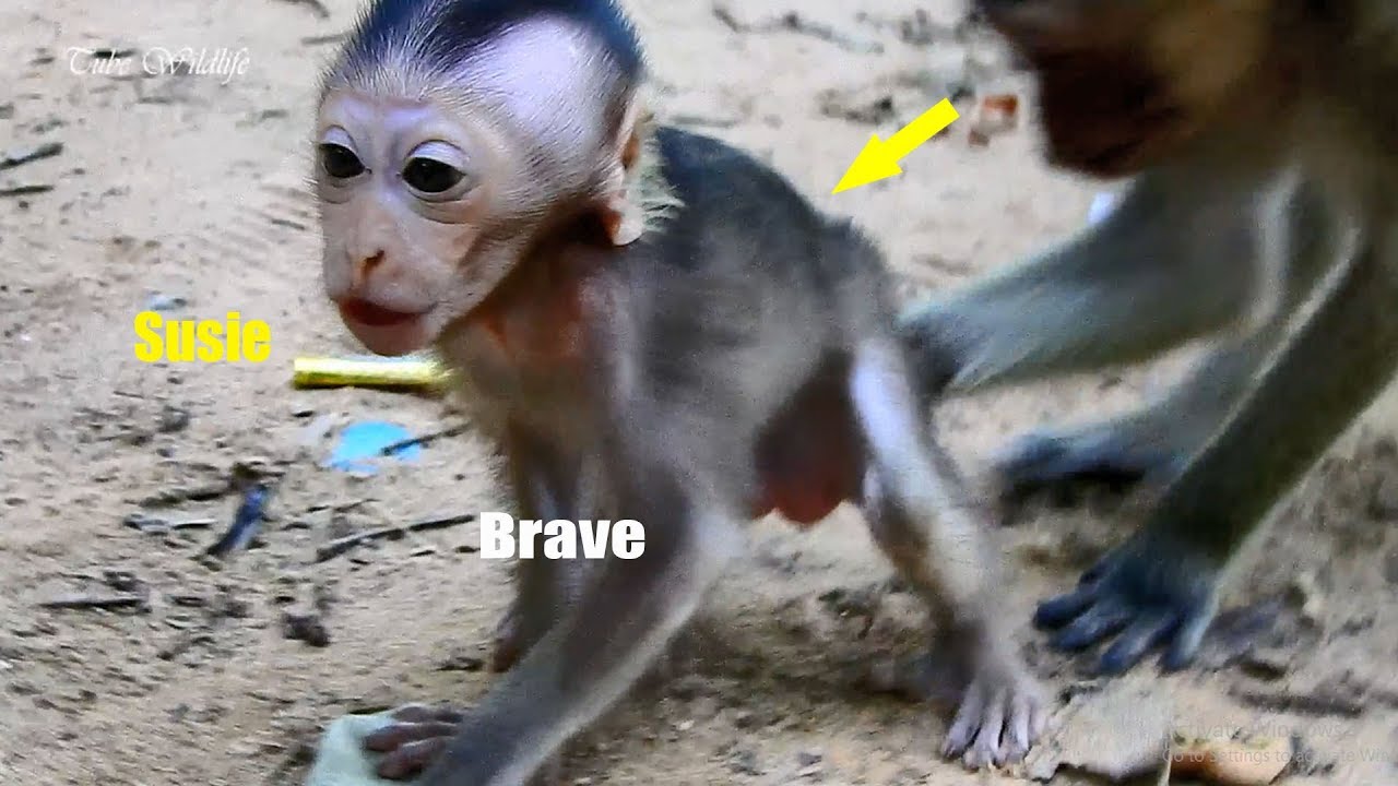 petco hours Wow, baby Susie super brave when hearing monkey screaming / Very brave baby Susie monkey