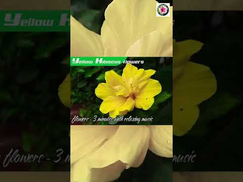 Strange yellow Hibiscus, HOA DÂM BỤT VÀNG đẹp trồng hàng rào,#Shorts