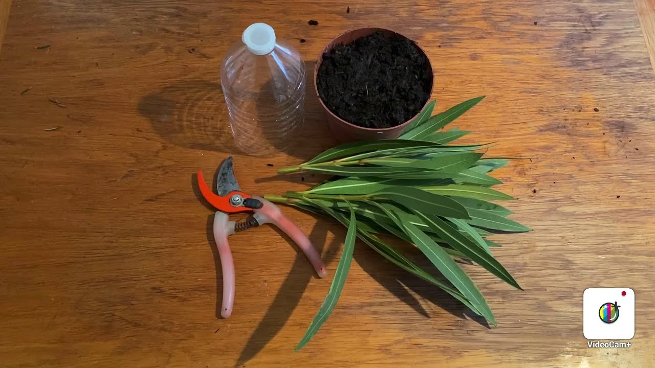 /TUTO/ Bouturage de Laurier rose - YouTube