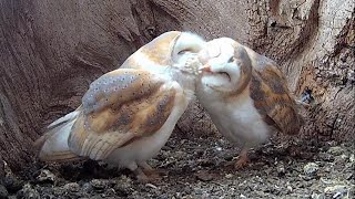 What Are the Signs Barn Owls Are Ready to Breed? | LIVE Q&A |  Discover Wildlife | Robert E Fuller